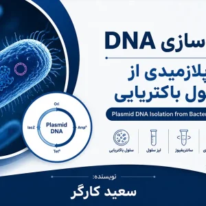 استخراج DNA پلاسمیدی از سلول باکتریایی