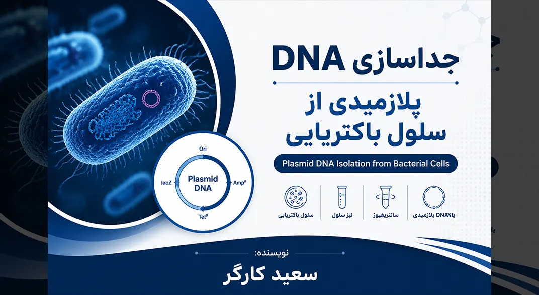 استخراج DNA پلاسمیدی از سلول باکتریایی
