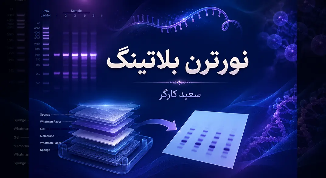 نورترن بلاتینگ