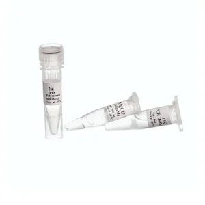 آنزیم Taq DNA Polymerase سیناکلون